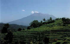 Rice Paddy & Mt Agung