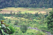 Nirarta Centre & Balinese Farming