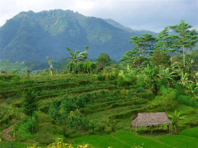 local terraced fields